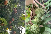 Khu vườn giản dị ngập rau trái của NSƯT Hạnh Thúy