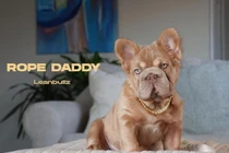 Chú chó hơn 3 tỷ đồng hút hàng chục nghìn người hâm mộ 