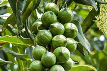 Loại hạt đắt bậc nhất thế giới, trồng thành công tại Việt Nam 