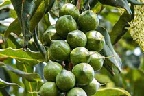 Loại hạt đắt bậc nhất thế giới, trồng thành công tại Việt Nam 