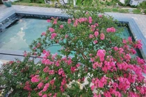 Ngây ngất biệt thự hoa giăng khắp lối của Mạnh Trường