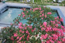 Ngây ngất biệt thự hoa giăng khắp lối của Mạnh Trường