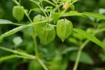 Quả mọc dại ở Việt Nam nhưng gần 3 triệu đồng/kg ở Nhật Bản