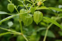 Quả mọc dại ở Việt Nam nhưng gần 3 triệu đồng/kg ở Nhật Bản