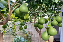 Khám phá biệt thự 1.000m2 của danh ca Hương Lan tại Mỹ 