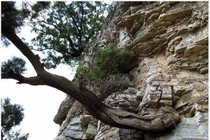 Cận cảnh loại gỗ quý hiếm đắt đỏ bậc nhất thế giới