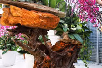 Lan ghép gỗ lũa chục triệu hút khách dịp Tết Nguyên đán