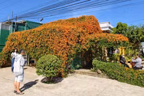 Ngôi nhà phủ hoa chùm ớt độc đáo ở Lâm Đồng thu hút du khách