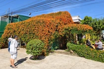 Ngôi nhà phủ hoa chùm ớt độc đáo ở Lâm Đồng thu hút du khách