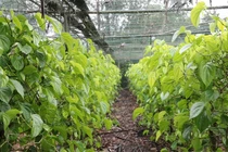 Lá trầu không vụ Tết mang lại nguồn thu lớn cho người dân Nghệ An