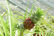 Dứa cảnh mini nửa triệu đồng/bó hút khách 