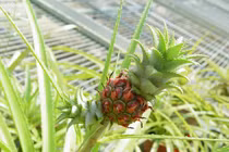 Dứa cảnh mini nửa triệu đồng/bó hút khách 