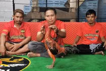 Chú gà chọi được trả 2,8 tỷ đồng, chủ nhân quyết từ chối 