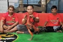 Chú gà chọi được trả 2,8 tỷ đồng, chủ nhân quyết từ chối 