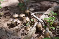 Loại nấm chỉ mọc nửa đêm gần triệu đồng/kg vẫn hút khách 