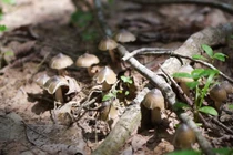 Loại nấm chỉ mọc nửa đêm gần triệu đồng/kg vẫn hút khách 