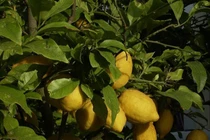 Quả mọc dại xưa không ai biết nay được lùng mua dịp Tết