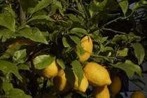 Quả mọc dại xưa không ai biết nay được lùng mua dịp Tết