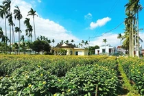 Cúc đỏ mới gây sốt thị trường hoa Tết