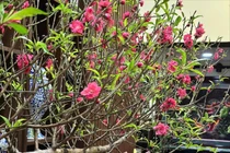 Cách chọn đào phù hợp không gian sống đón Tết