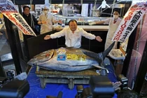 Con cá ngừ vây xanh đắt kỷ lục hơn 84 tỷ đồng 