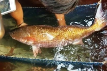 Loài cá quý hiếm giá tiền tỷ ở Việt Nam được 'săn lùng'