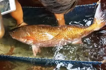 Loài cá quý hiếm giá tiền tỷ ở Việt Nam được 'săn lùng'