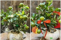 Quất cảnh mini hút khách dịp Tết Nguyên đán 2026 