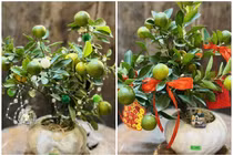 Quất cảnh mini hút khách dịp Tết Nguyên đán 2026 