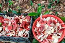 "Lộc trời" chỉ xuất hiện ban đêm giá triệu đồng/kg