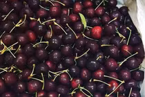 Giá cherry giảm mạnh, nhập khẩu từ Chile trở thành lựa chọn phổ biến