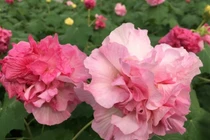 Những cây trồng trước cửa giúp gia chủ hút lộc