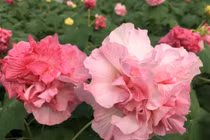 Những cây trồng trước cửa giúp gia chủ hút lộc