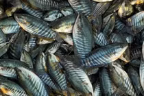  Giá cá giống tăng “sốc”