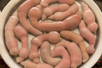 Loài cá nghe tên lạ, ngượng đỏ mặt được săn lùng