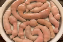 Loài cá nghe tên lạ, ngượng đỏ mặt được săn lùng