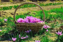 Bật mí loại 'gia vị vàng' đắt giá nhất thế giới tại Iran 