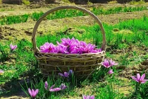 Bật mí loại 'gia vị vàng' đắt giá nhất thế giới tại Iran 