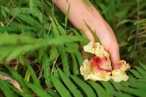 Đặc sản xưa rụng thối gốc nay dân phố đua nhau "lùng mua"