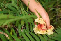 Đặc sản xưa rụng thối gốc nay dân phố đua nhau "lùng mua"