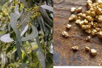 Tò mò cây "trữ vàng" trong lá, trồng bạt ngàn ở Việt Nam 