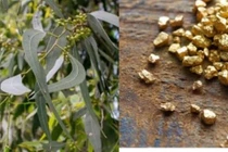 Tò mò cây "trữ vàng" trong lá, trồng bạt ngàn ở Việt Nam 