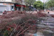 Sức mua chậm, người buôn đào quất chặt bỏ hàng trăm cành 