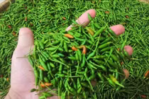 Ớt gió độc đáo Tuyên Quang gây sốt với giá hàng triệu đồng/kg