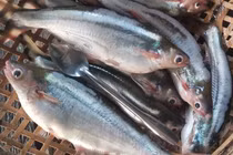 Loài cá "nhà nghèo" bỗng hóa đặc sản được dân phố lùng mua