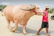 Chú trâu bạch tạng bán với giá 14 tỷ đồng
