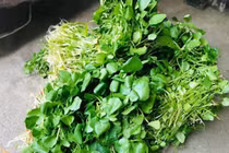 Loại rau 'rẻ bèo' ở Việt Nam 'tốt bậc nhất thế giới'