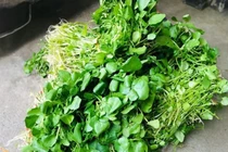 Loại rau 'rẻ bèo' ở Việt Nam 'tốt bậc nhất thế giới'