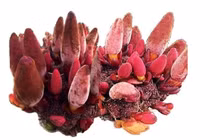 Loại nấm "quý hơn vàng", 2 triệu đồng/kg vẫn hút khách 