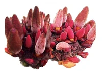 Loại nấm "quý hơn vàng", 2 triệu đồng/kg vẫn hút khách 